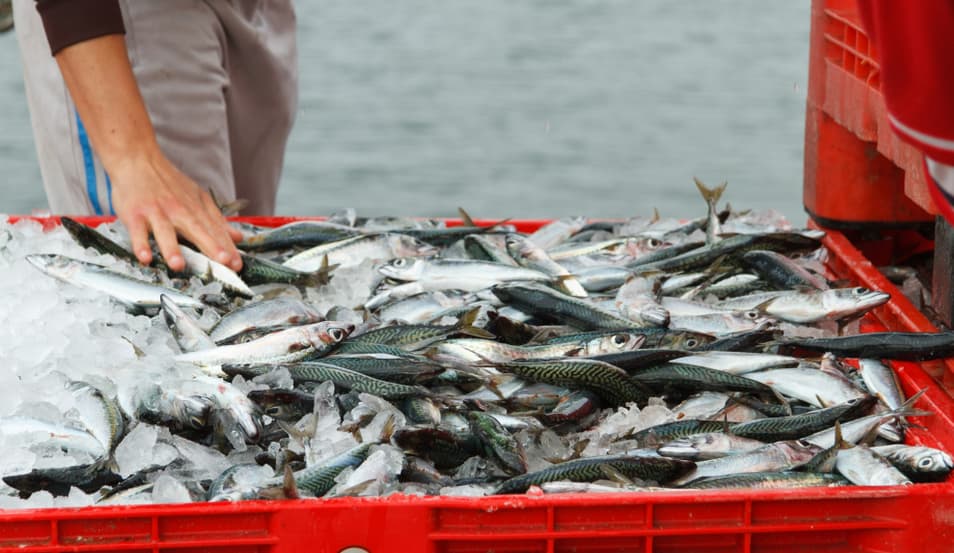 Retos y tendencias de la industria pesquera a nivel logístico